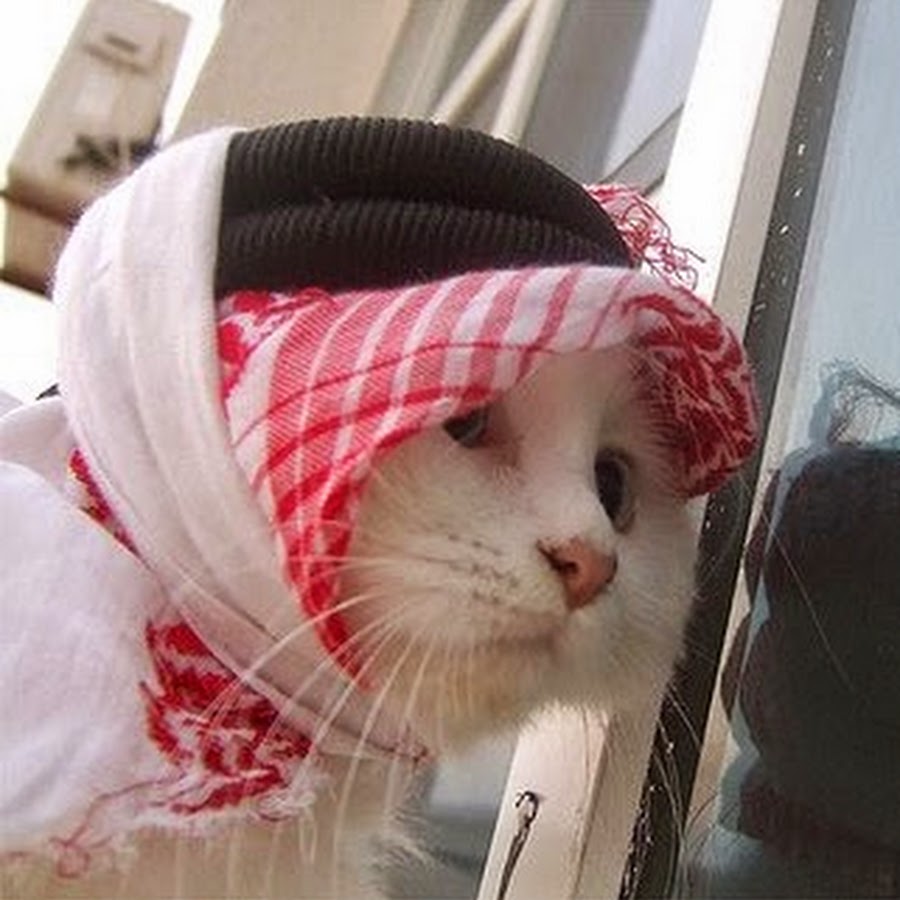 Мусульманский кот. Кошка в хиджабе. Кот араб. Арабский уот.