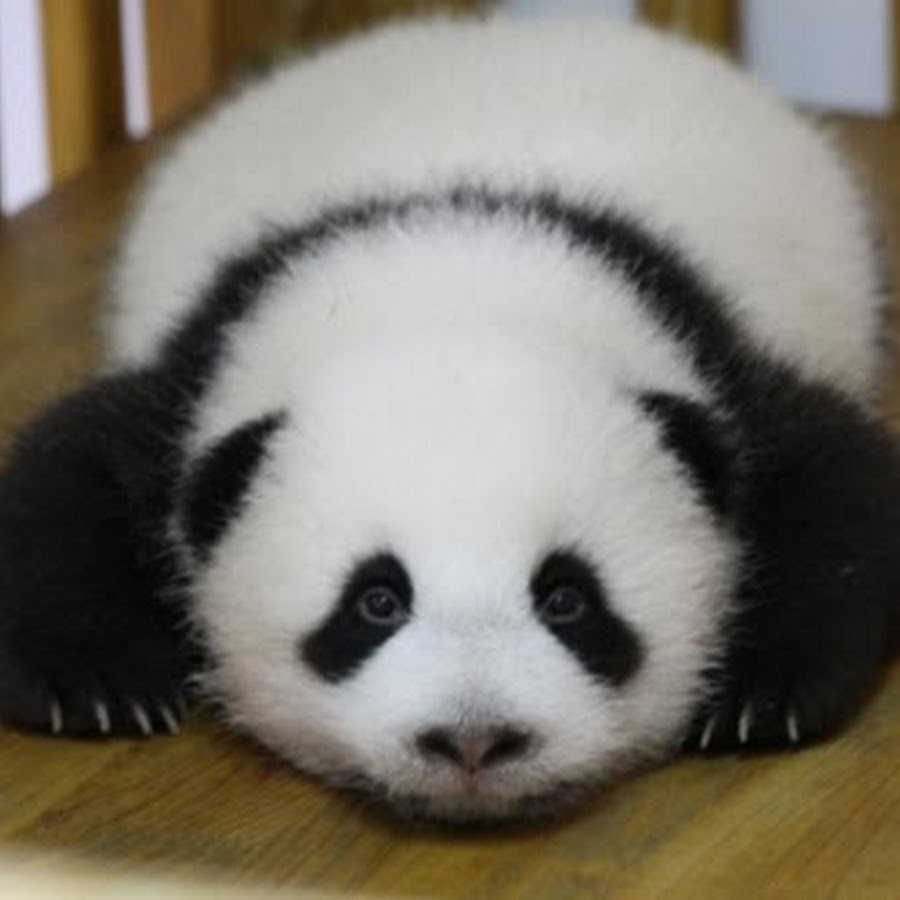 Маленькая Панда милое