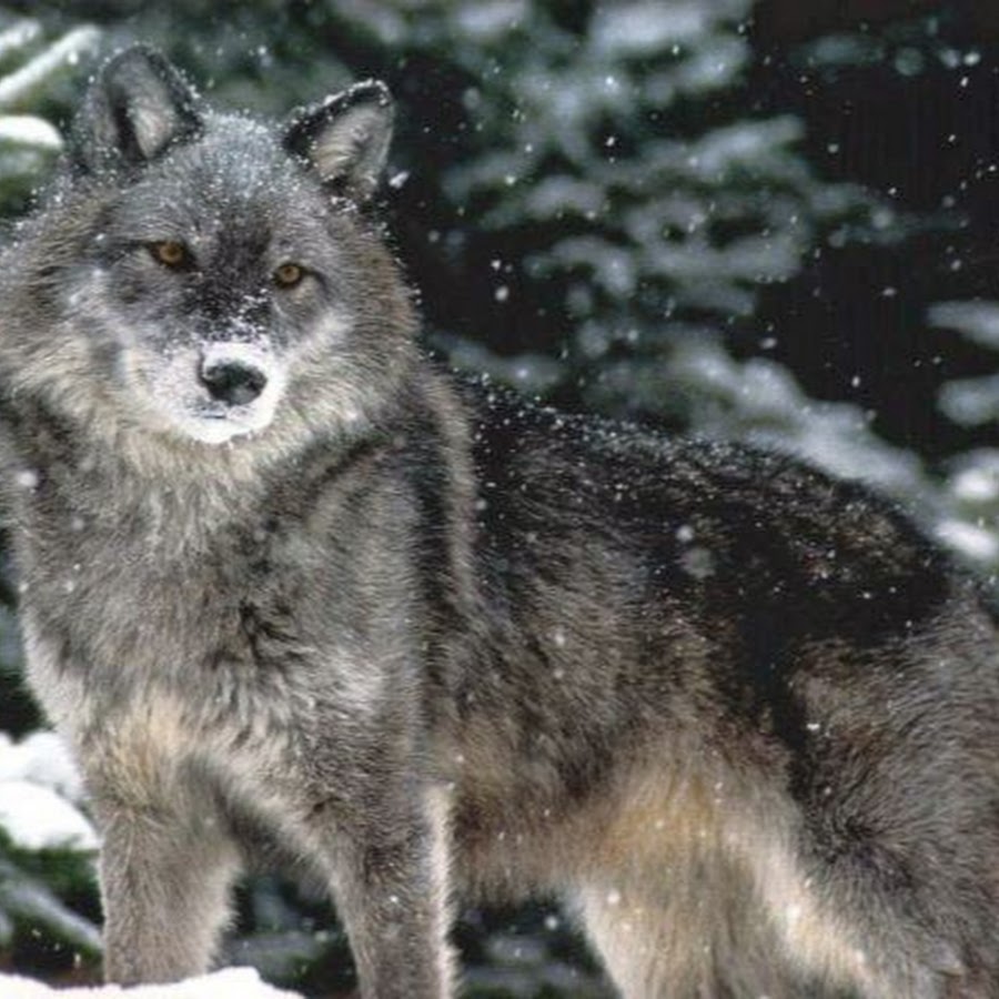 Волчок волк Волчонок