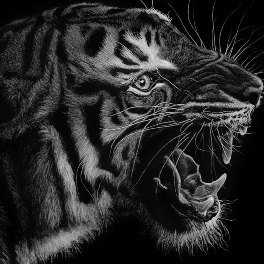 Тигр в гневе черно белое