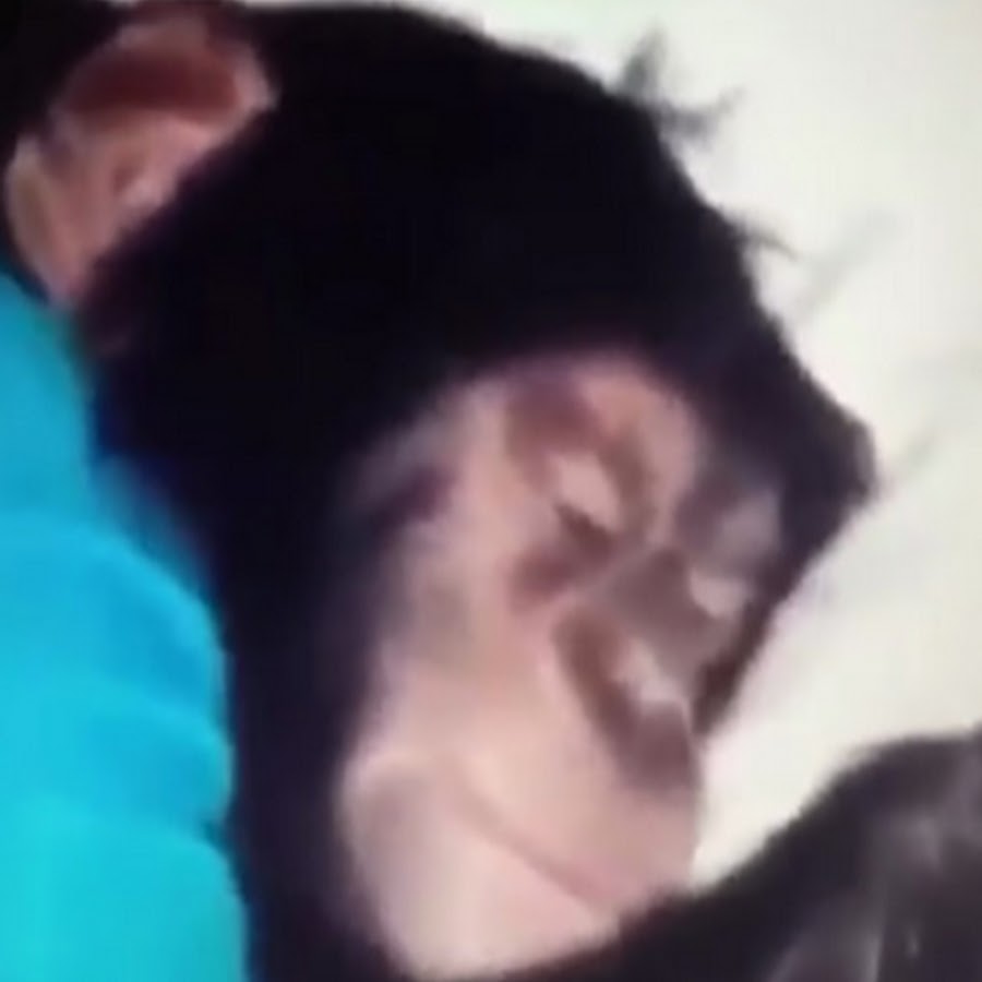 Ержан обезьянка