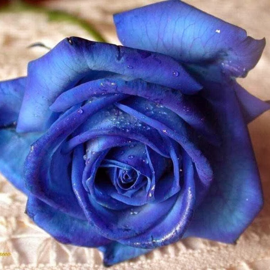 синие розы картинки