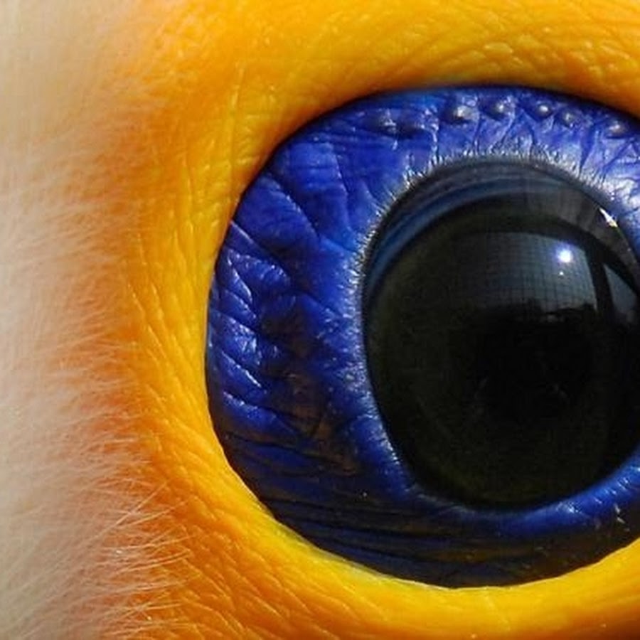 Удивительные глаза животных