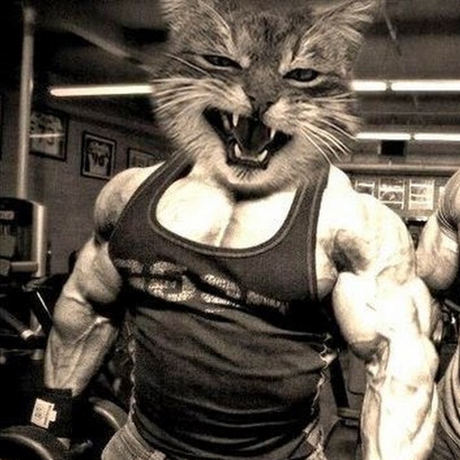 Кот с мускулами