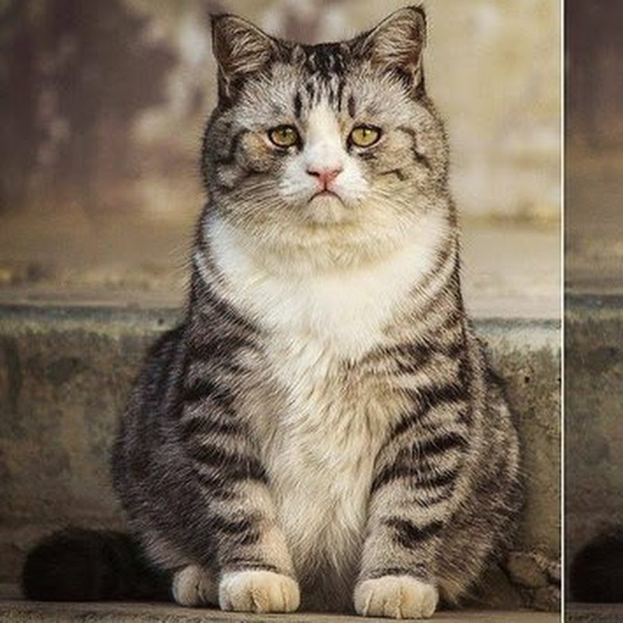 Печальный кот