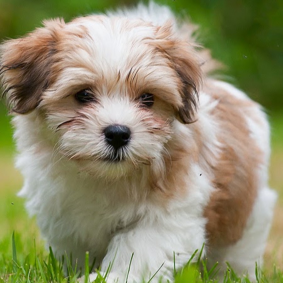 Havanese Puppies порода