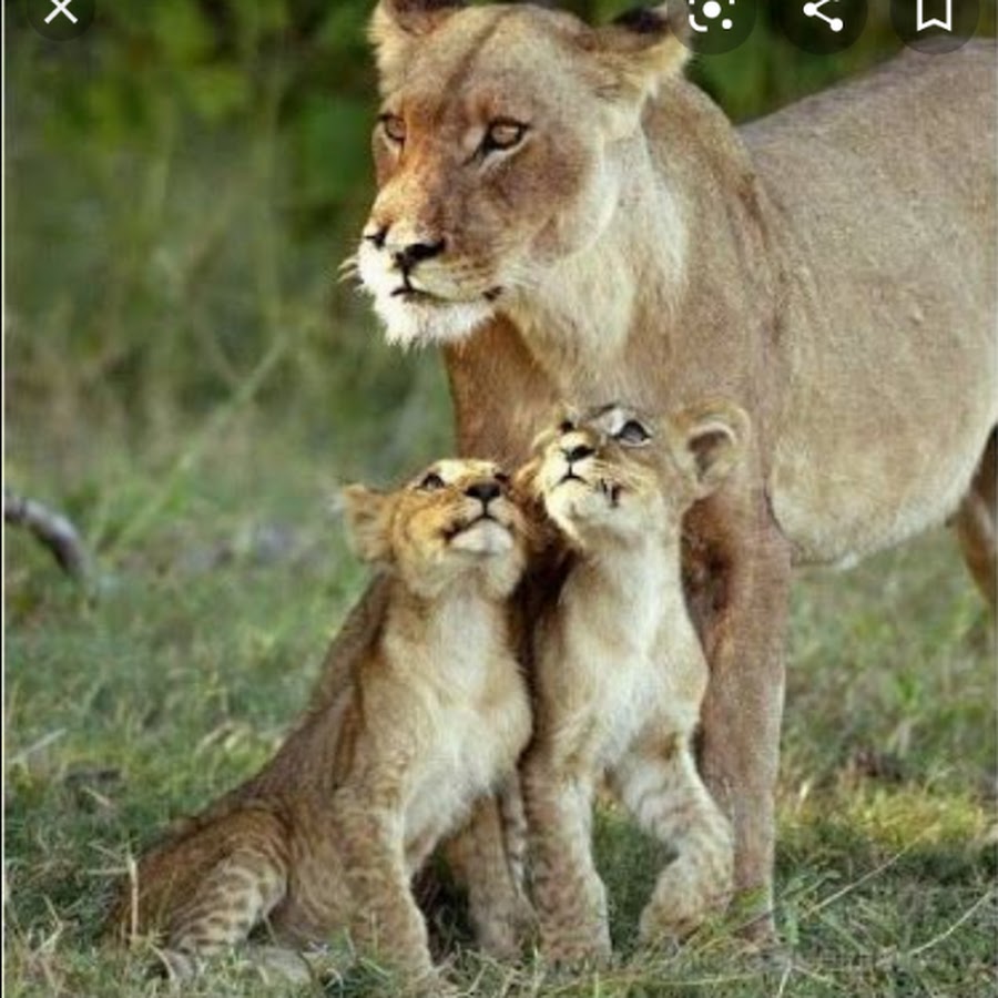 Семья Львов в природе