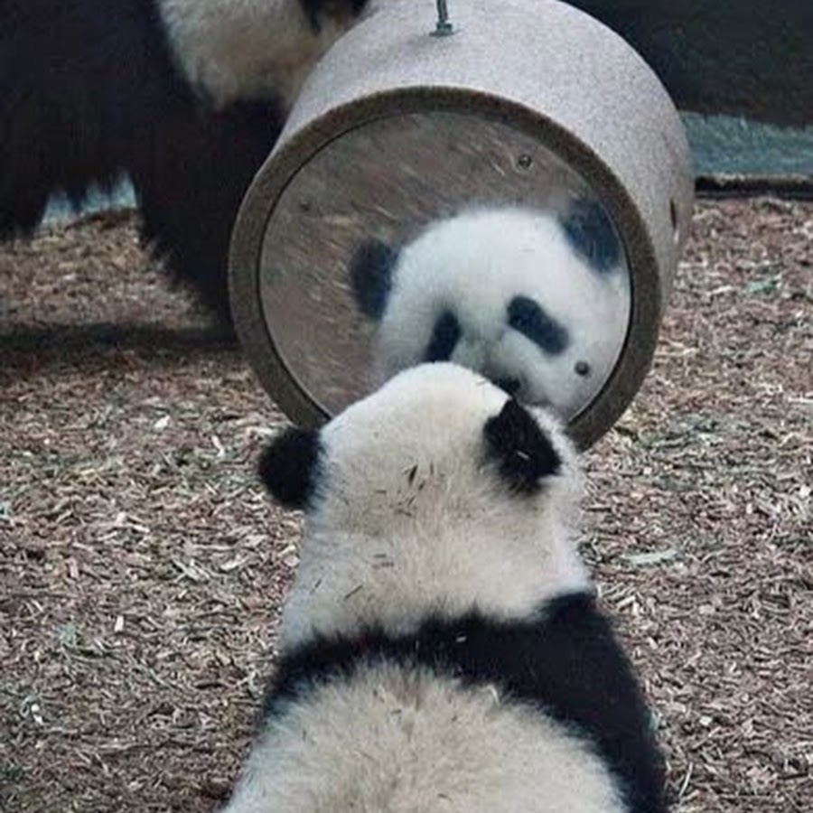 Утренняя Панда