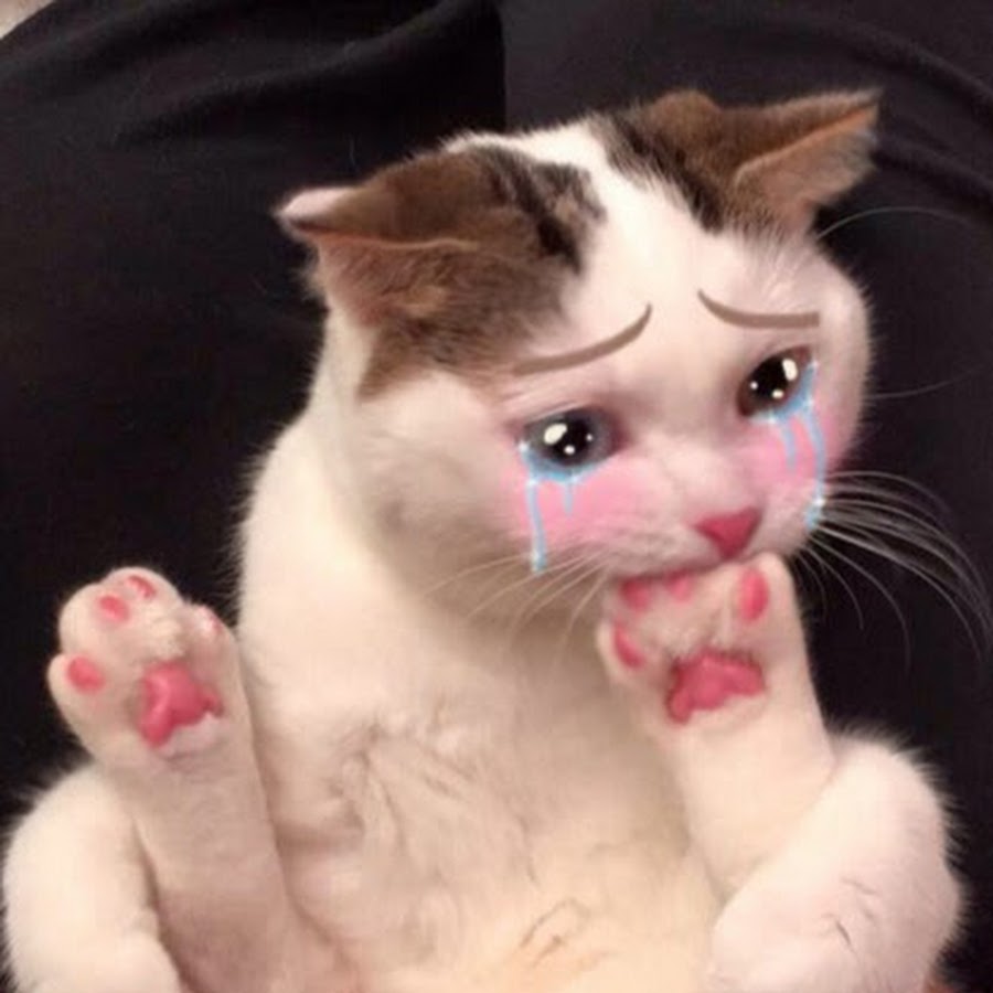Картинка плачущий кот