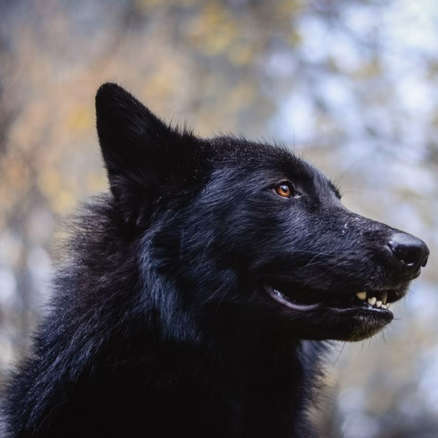 Благородный черный пес. Канадский волкособ вольфхунд. Вольфхунд черный. Русский вольфхунд черный. Порода собак волкособ черный.