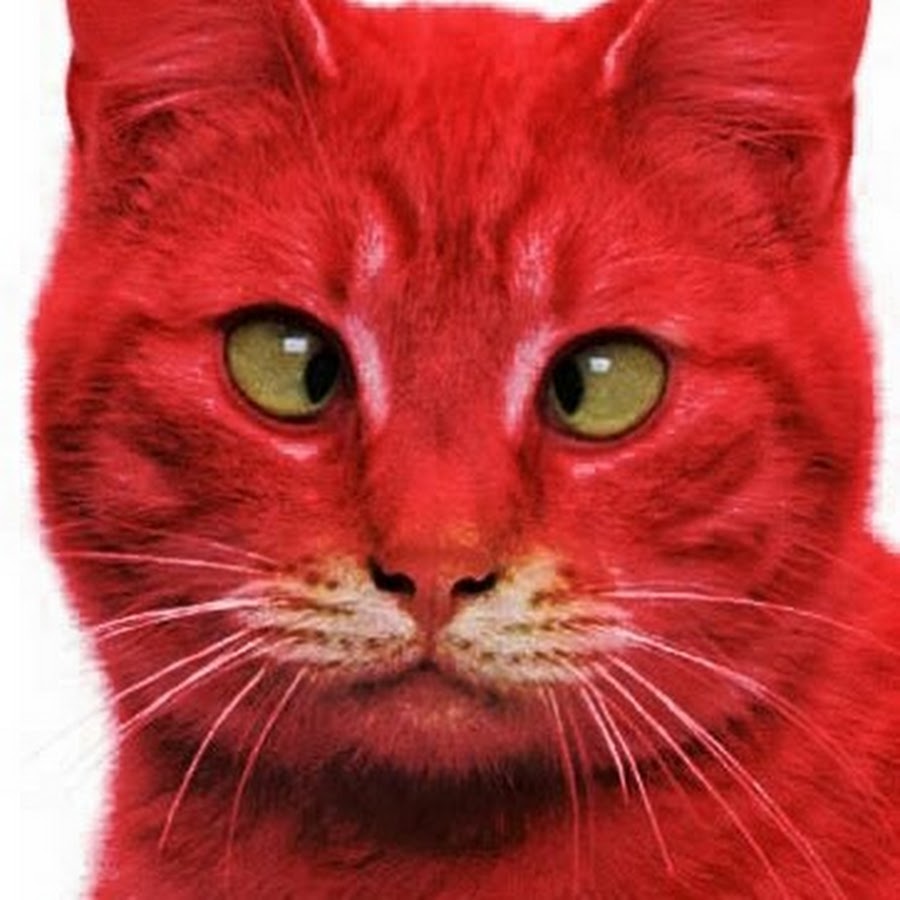 Cats me red. Ред Кэт ред Кэт. Красный котенок. Кошка красного цвета. Красная мордочка.
