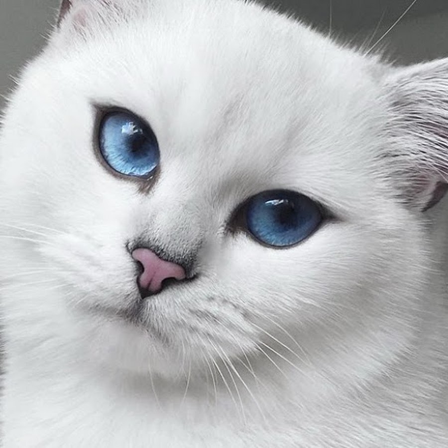 Белая кошка со стрелками на глазах