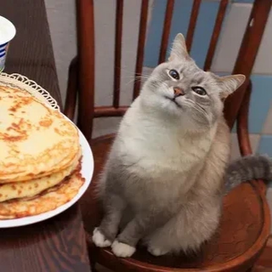 Кот blini Neko