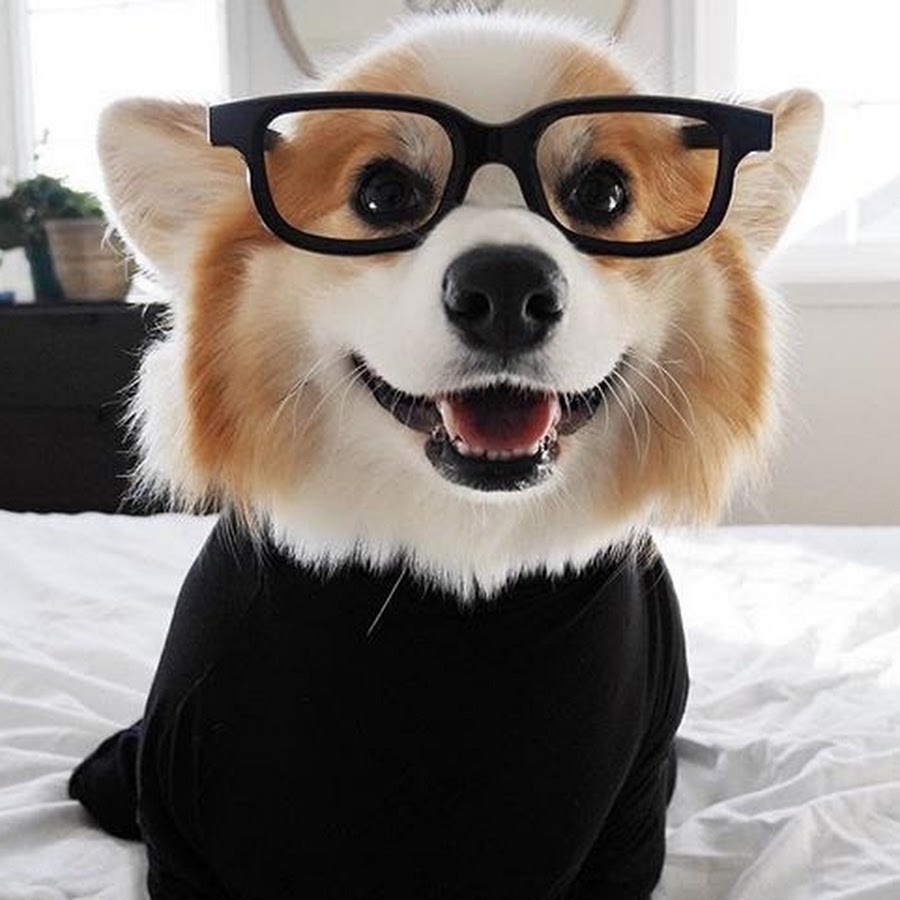 Милая собачка в очках