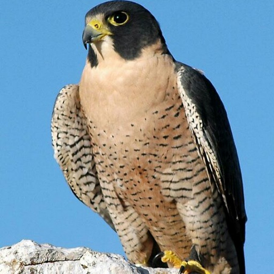 Сапсан птица. Сокол Сапсан. Сапсан Falco peregrinus. Хищные птицы Сокол Сапсан. Сокол Сапсан фото птица.