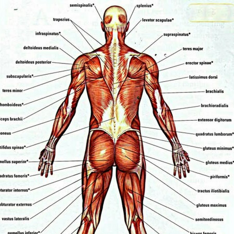 Где больше всего мышц. Анатомия человека. Мускулы человека. Мускулатура человека. Мышцы тела анатомия.