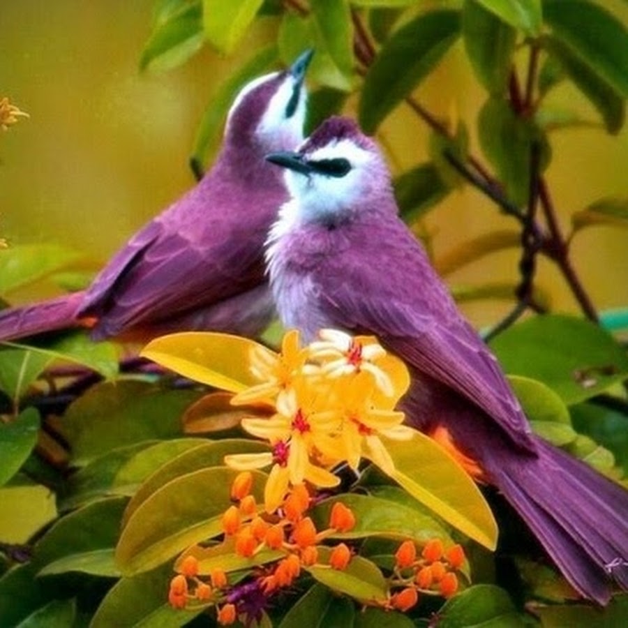 Les oiseaux