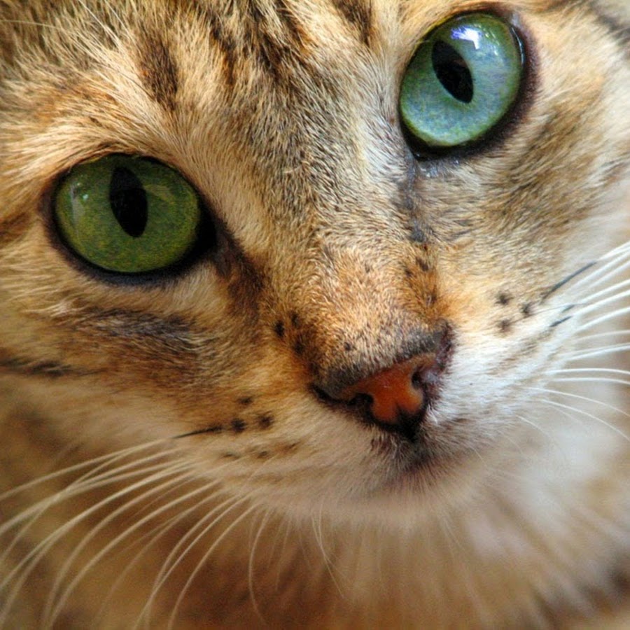 Песчаная кошка с зелеными глазами