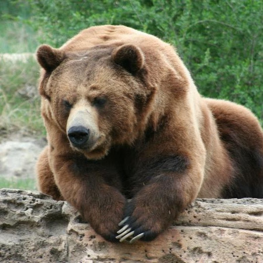 Медведи 06