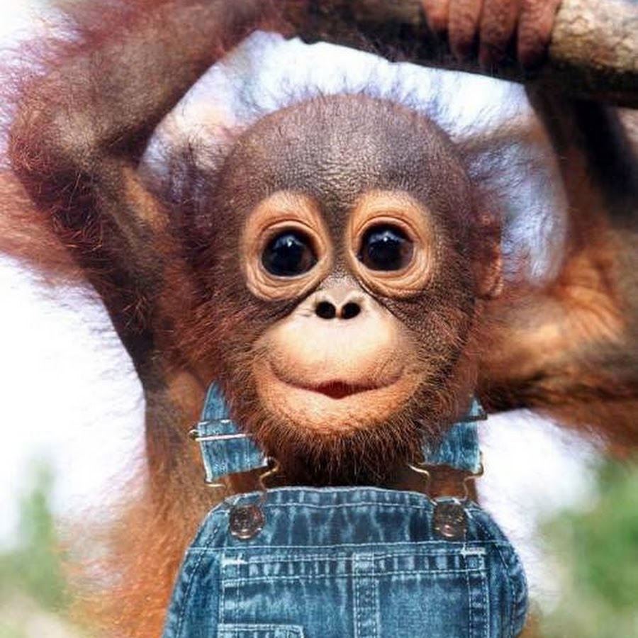 Милые обезьянки фото с днём рождения