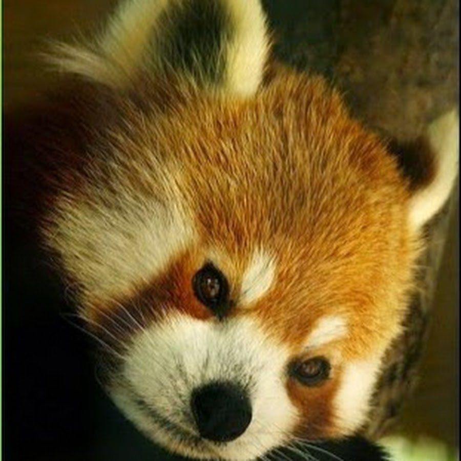 Малая па. Red Panda Mask.