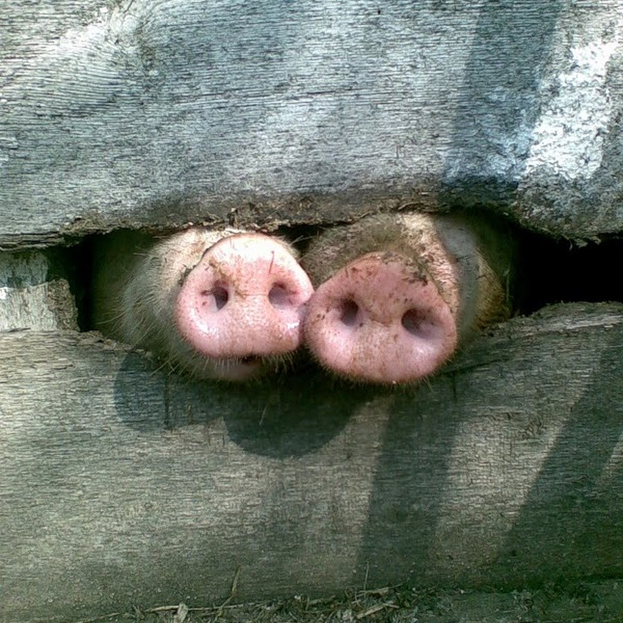 Свинья на заборе