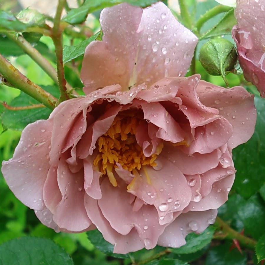 Мишкины розы питомник на весну. Розы сорта Lavender Pinocchio.