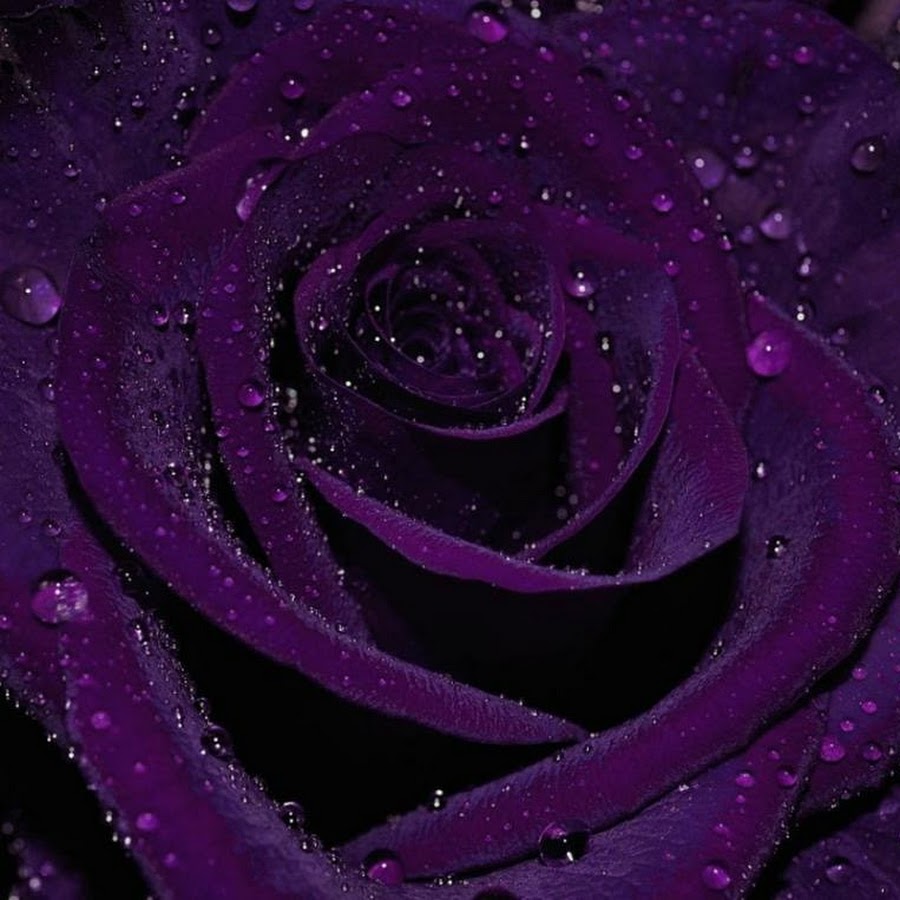 Розы фиолетовые Макросъемка