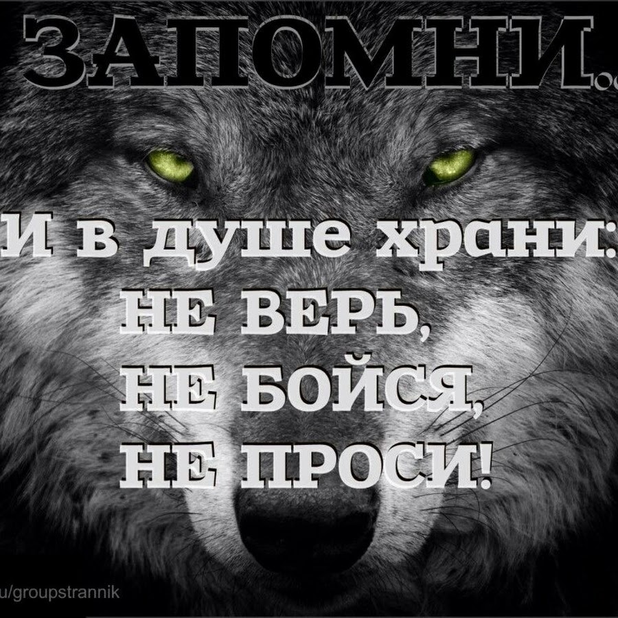 Проси ни проси. Не верь не бойся не. Не бойся не надейся не проси. Надпись не верь не бойся не проси. Волк не верь не бойся.