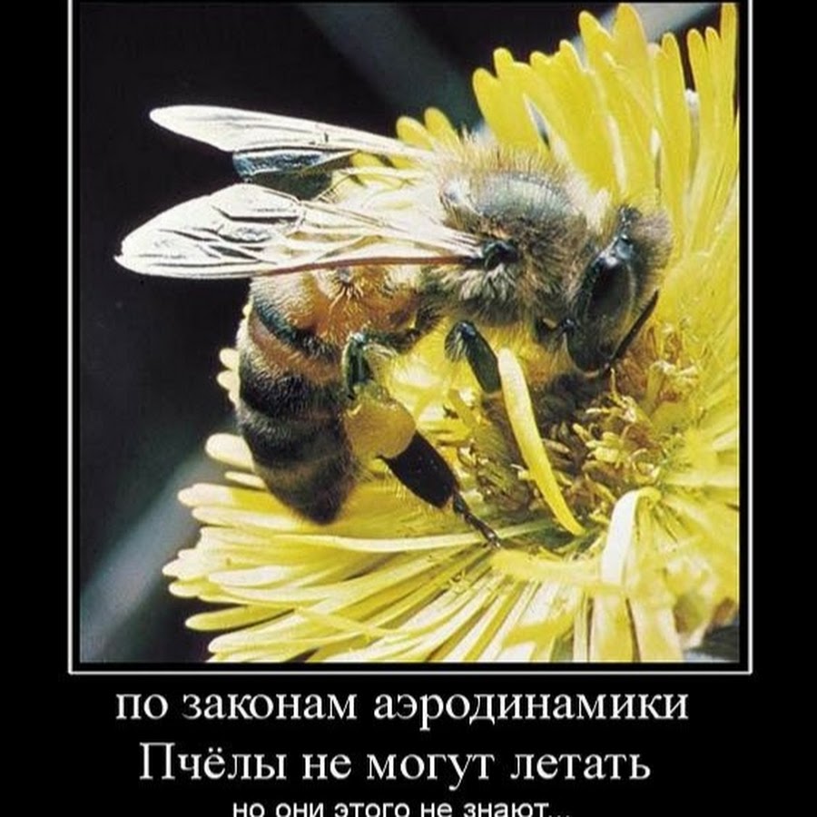 Шутки про пчел
