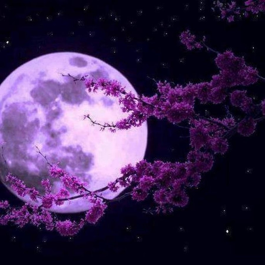 Purple moon