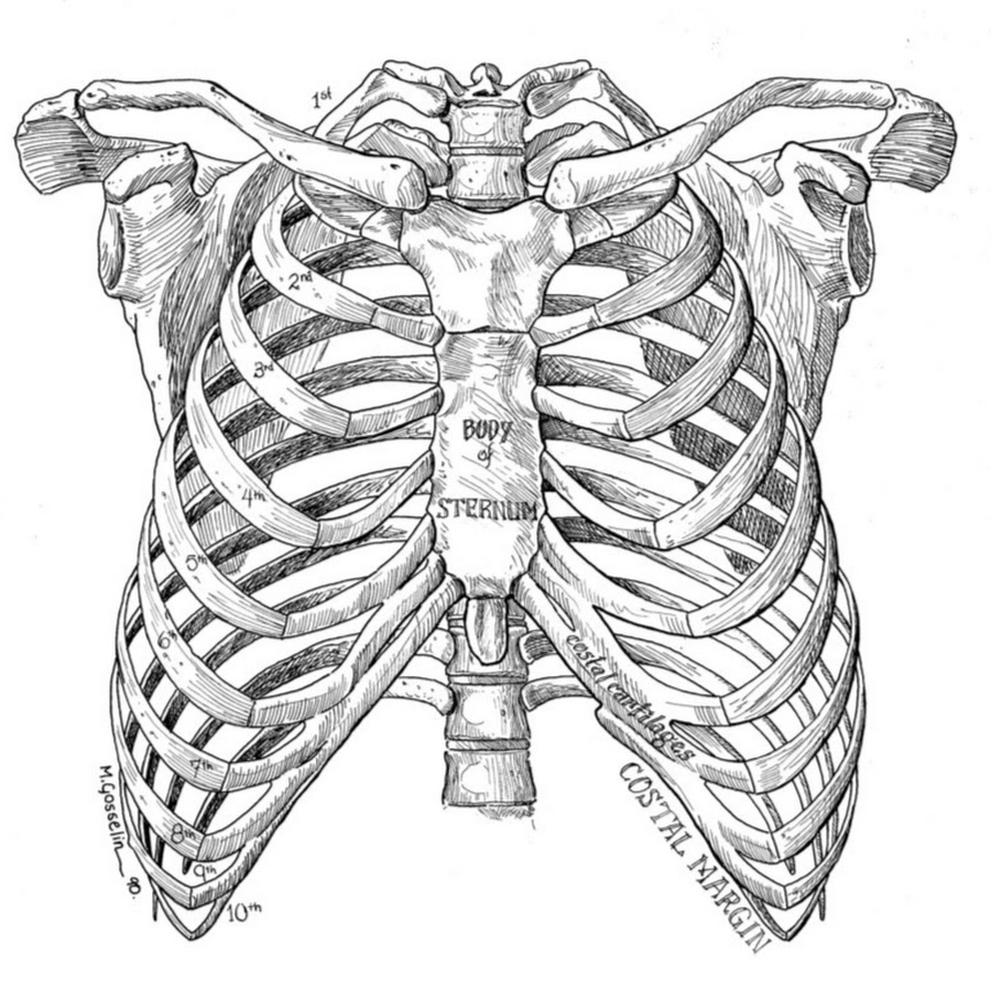 Может ли в цепи ребер. Анатомия ребер грудной клетки. Скелет грудной клетки анатомия. Грудная клетка скелет референс. Грудина скелет анатомия.