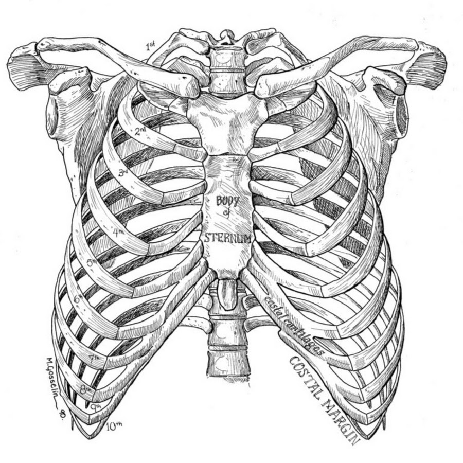 Грудная клетка рисунок. Скелет человека анатомия Грудина. Скелет грудной клетки анатомия. Анатомия человека ребра и Грудина. Грудина скелет анатомия.