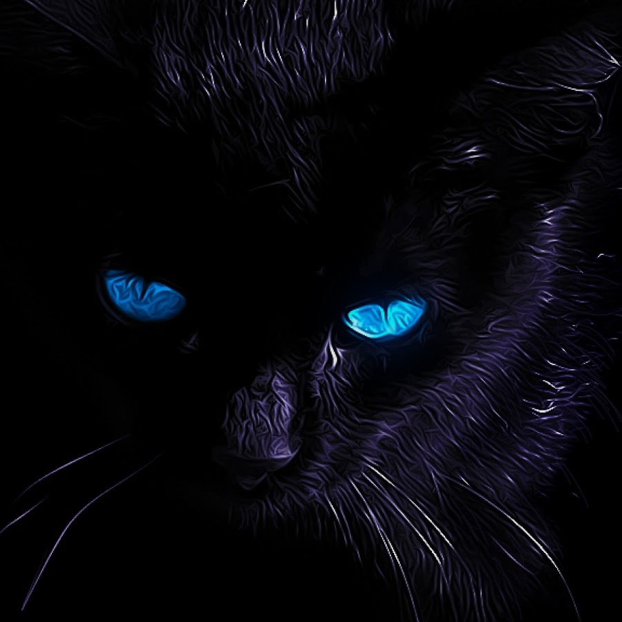 Чёрный кот с синими глазами