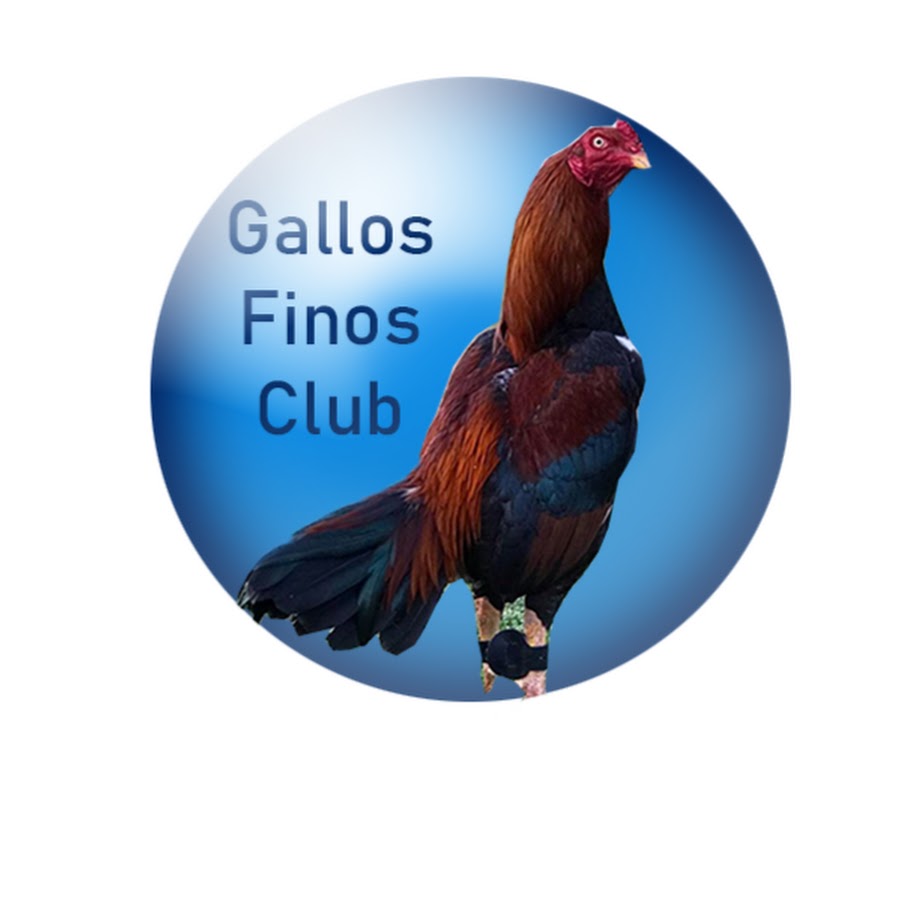 Gallos Finos Club - YouTube