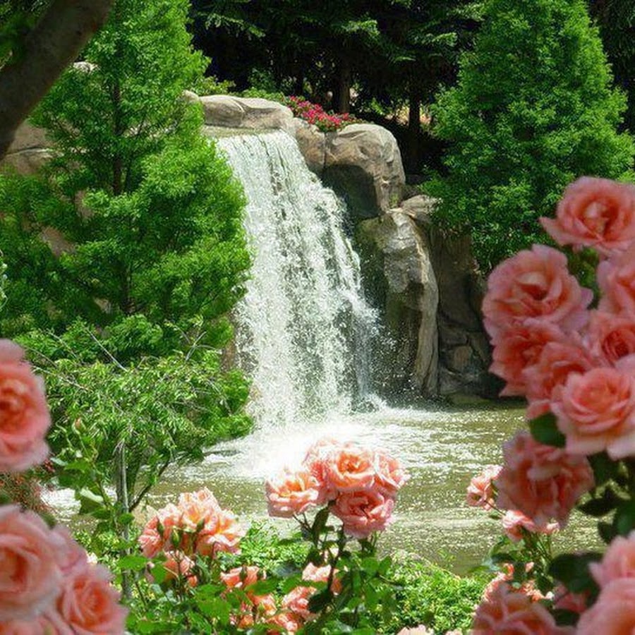 Водопад из роз