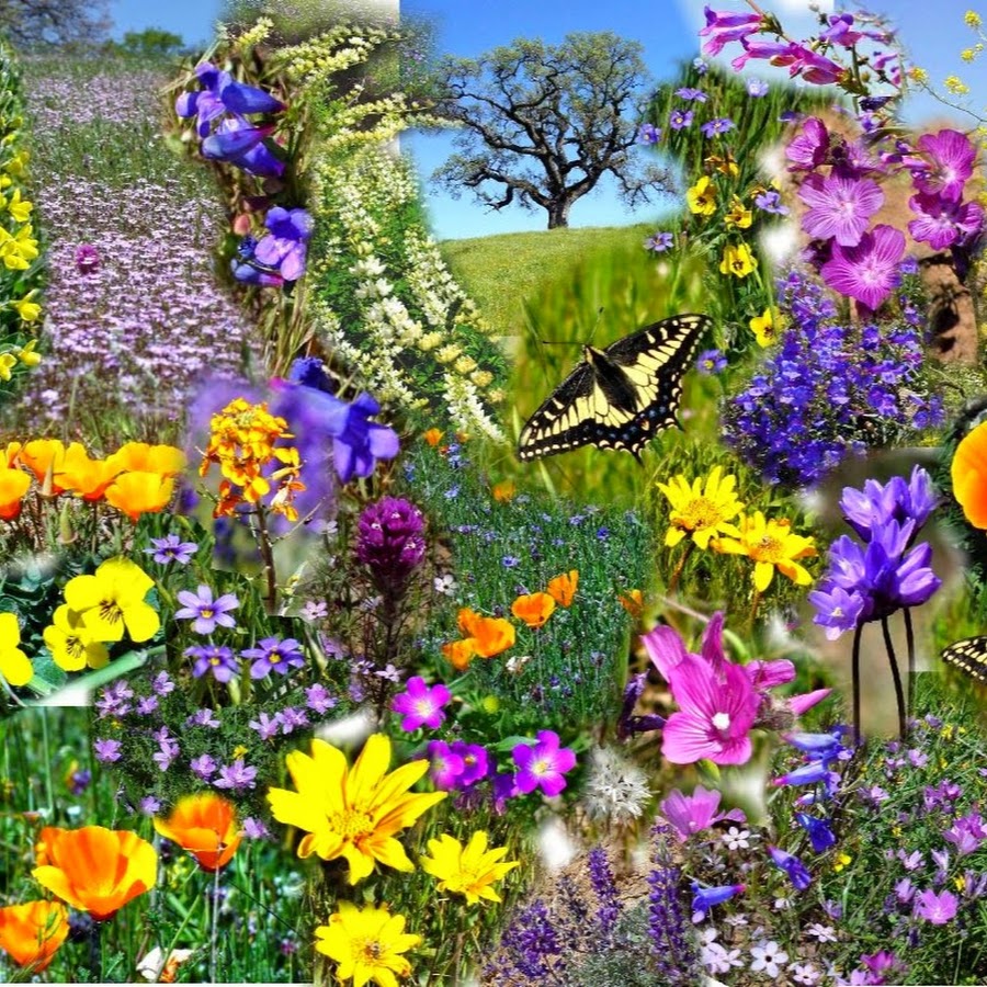 Многообразие цветов в природе