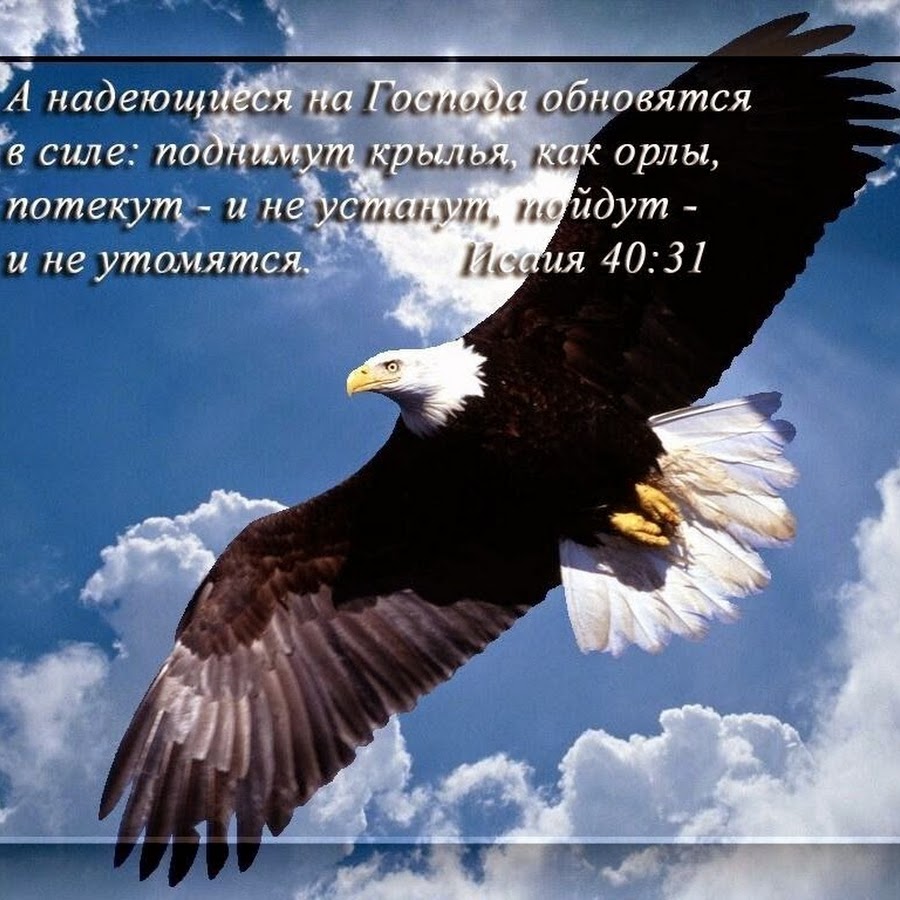 А надеющиеся на господа обновятся в силе поднимут крылья как орлы картинки