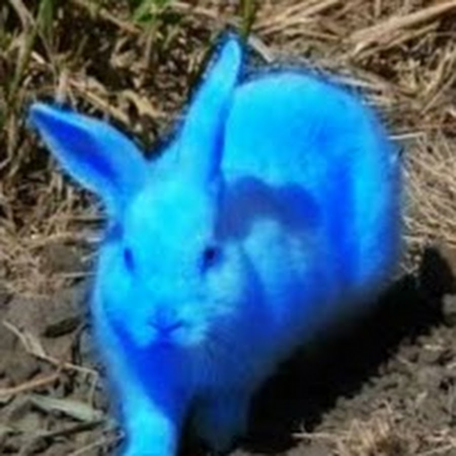 Синий кролик фото