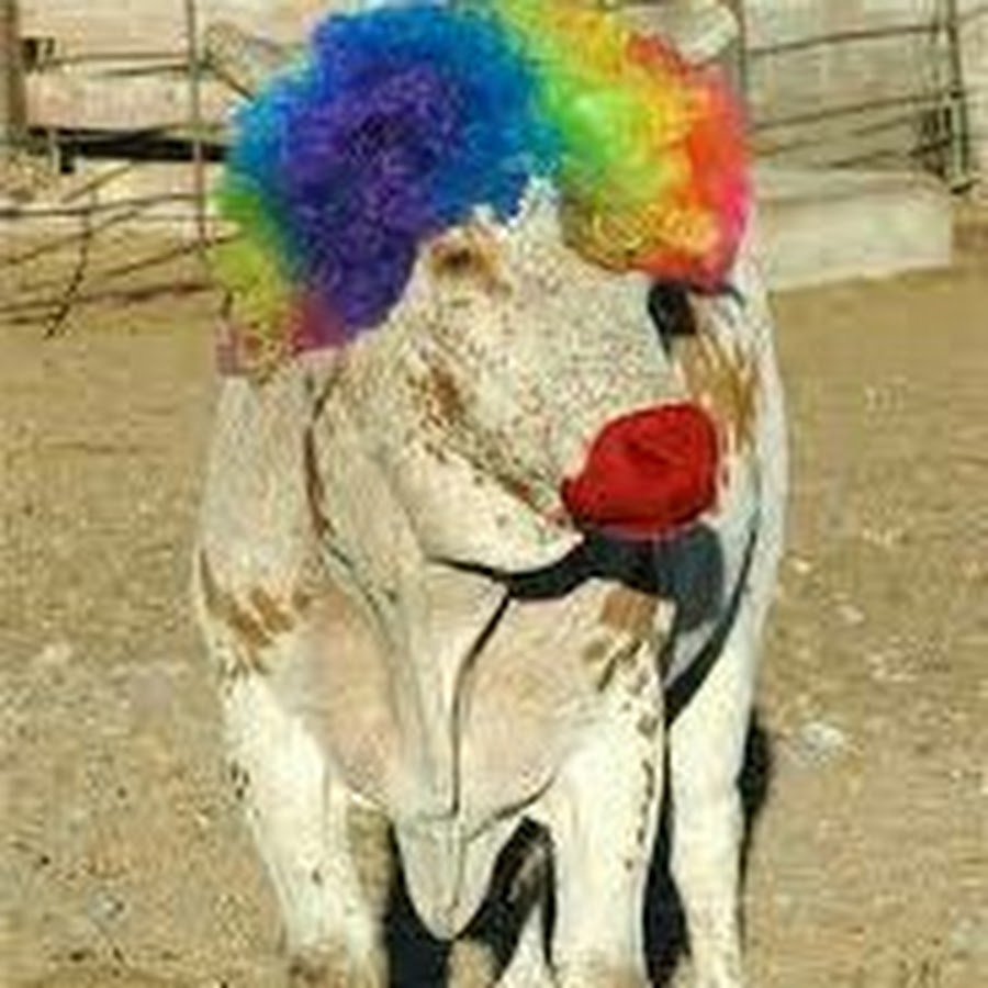 Корова клоун. Клоун козёл. Корова в клоунском костюме.