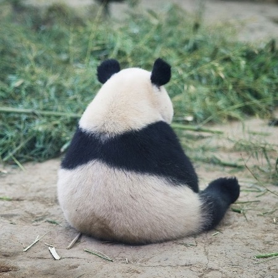 грустная панда картинки