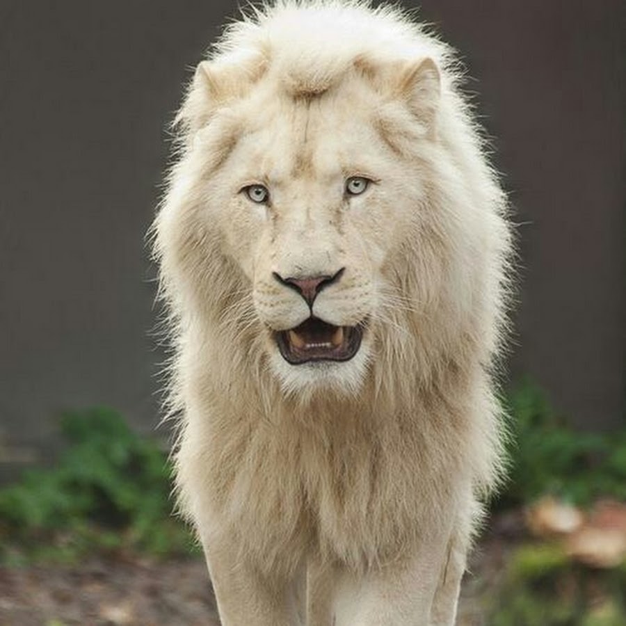 Лицо белого Льва