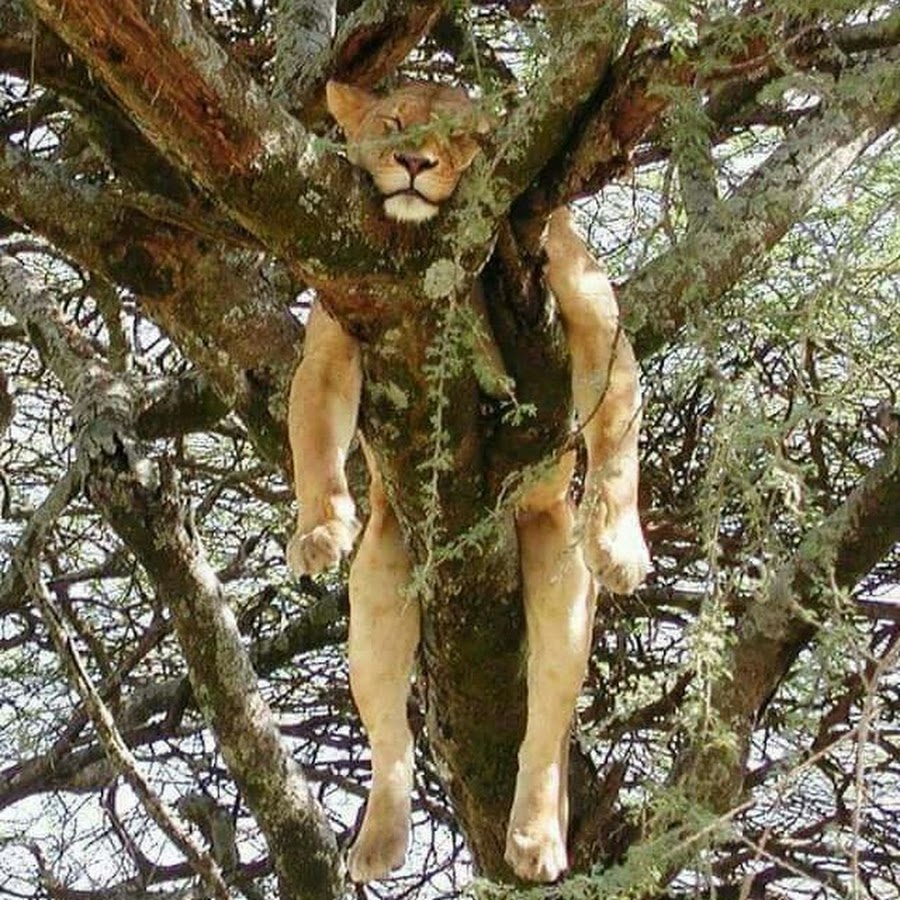 Спать на дереве