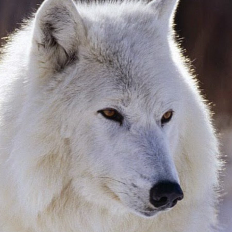 Белая волчица с красными глазами