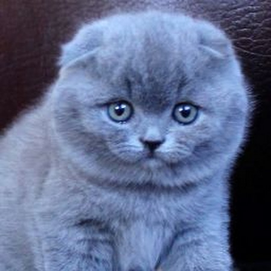 Голубой британец котенок вислоухий