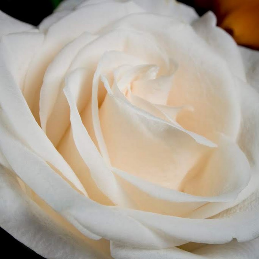 White Rose Guidance - YouTube