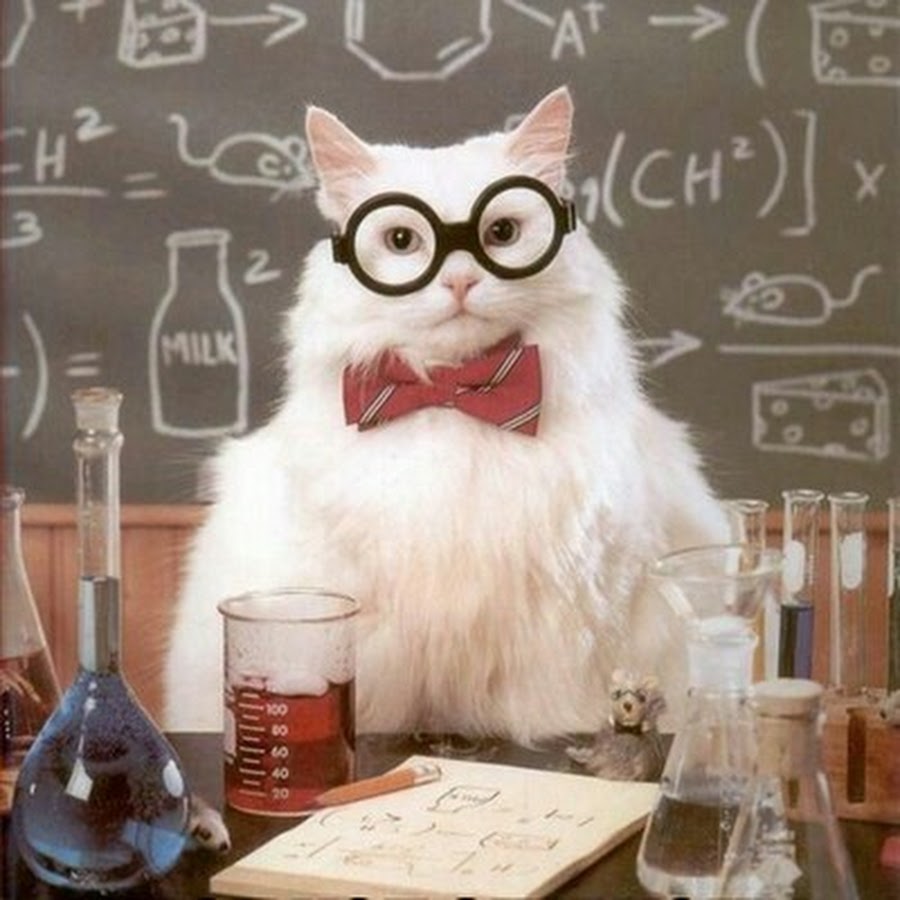 Котик в очках ученый