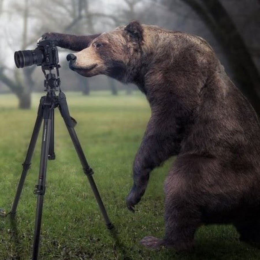 Последнее фото японского фотографа медведь