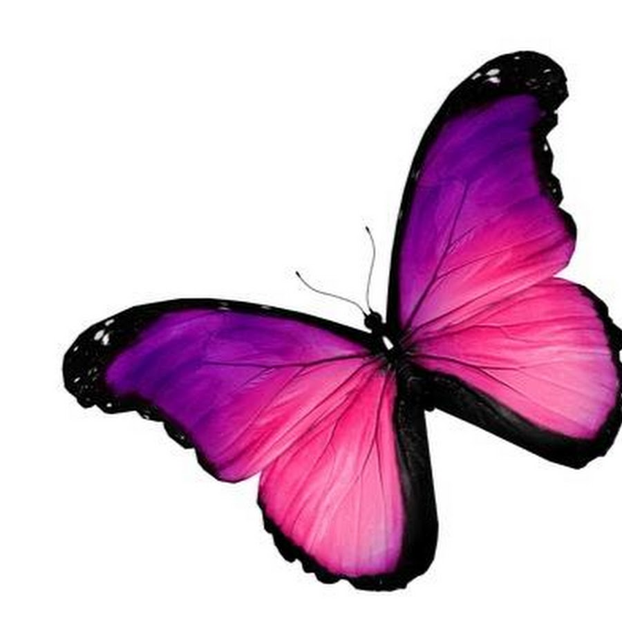 Красивые бабочки розового цвета на белом фоне