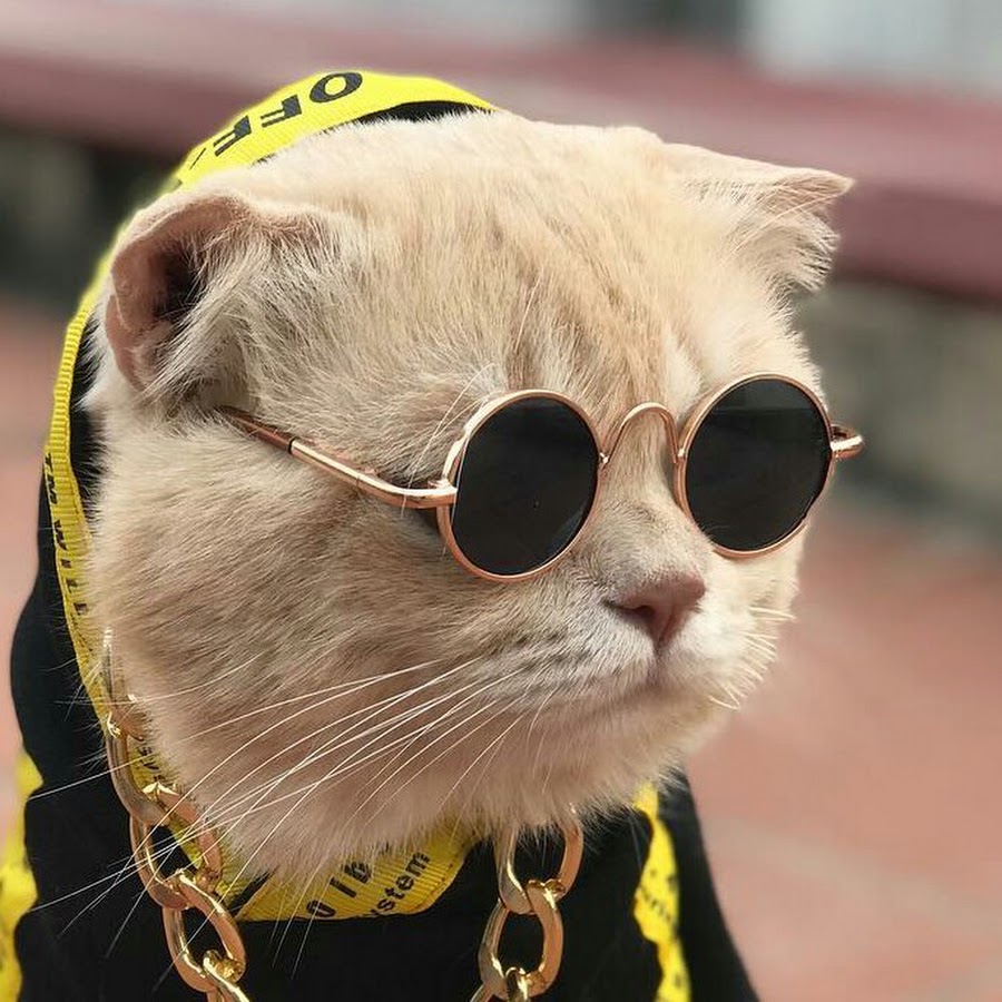 Кот в золотых очках